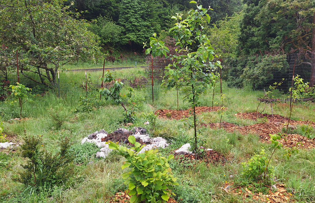Newledo Fruit Forest
